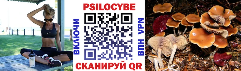 Купить  Могоча  Псилоцибиновые грибы Cubensis 